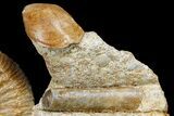 Jurassic Ammonite, Bivalve and Belemnite Association - France #177612-2